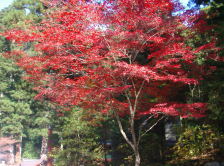 Red leaves in Nikko 1